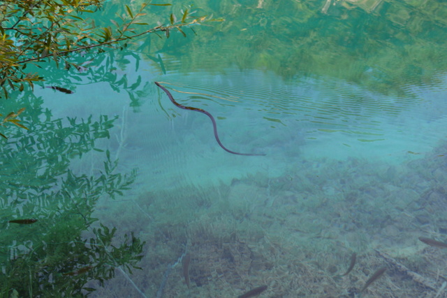 水が驚くほど透き通るプリトヴィッツェでは、湖の中を泳ぐ蛇もよく見えます