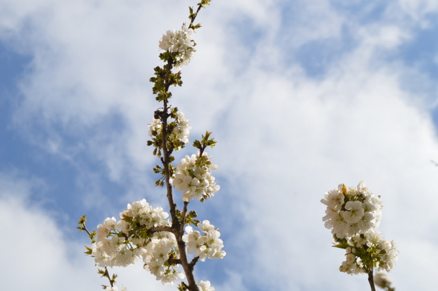 ザグレブの桜