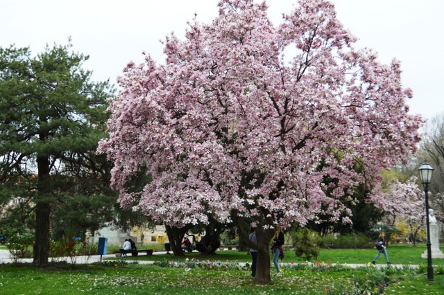 公園を歩いていると、お花の良い香りが漂ってきます