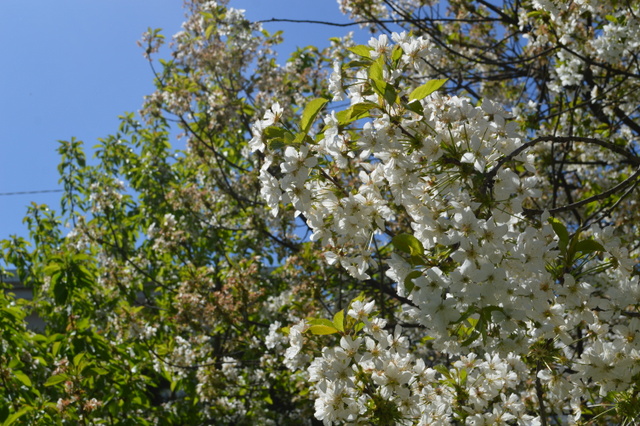 さくらんぼがなる桜の木の花は散ってしまいましたが、サワーチェリーの木はちょうど今が花見盛りです♪