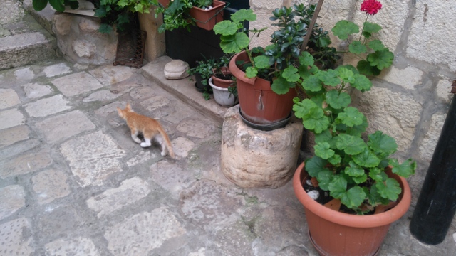 dubrovnik-cat (1)