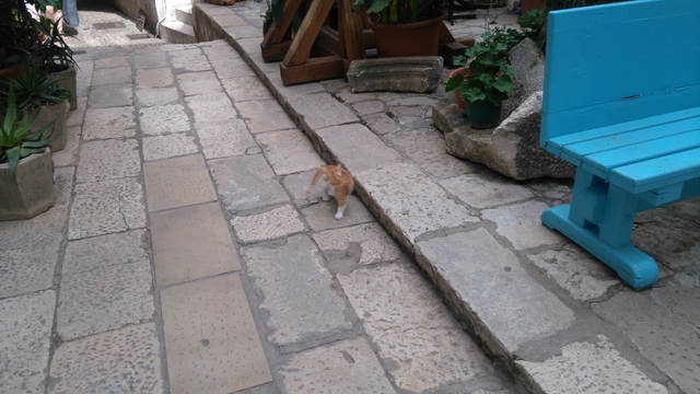 dubrovnik-cat (4)