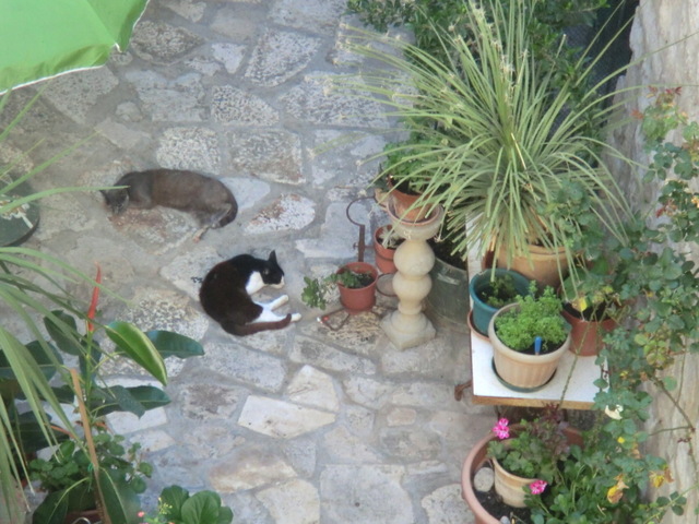 dubrovnik-cat-street (2)