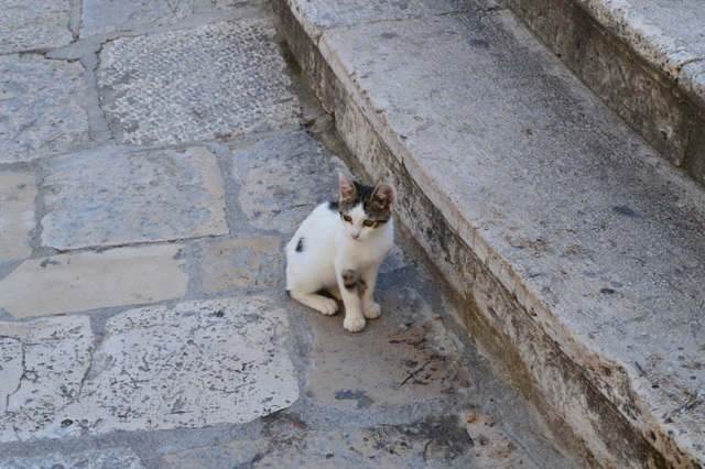 迷子かな?可愛い子猫