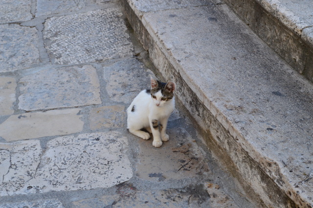 迷子かな？可愛い子猫