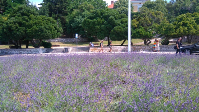 lavender (3)