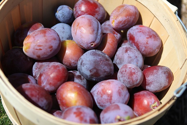 plums-933881_640